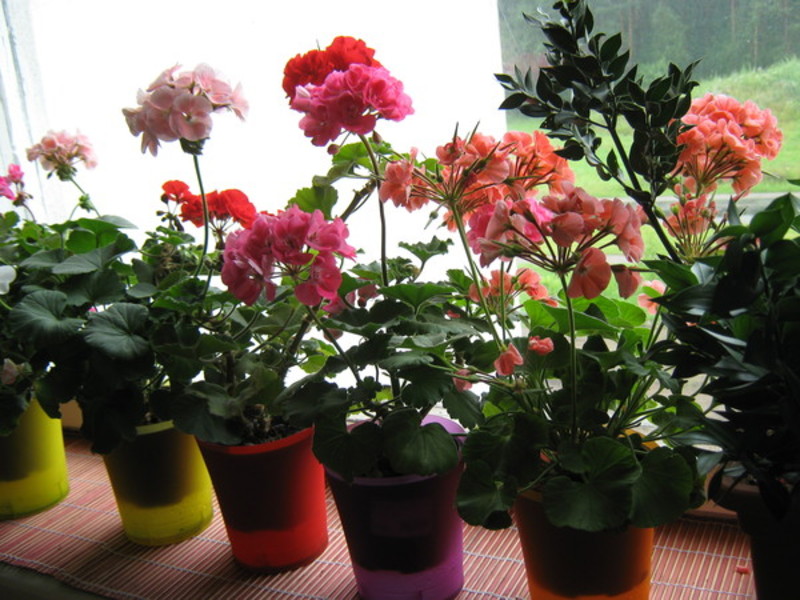 Kalanchoë van verschillende kleuren