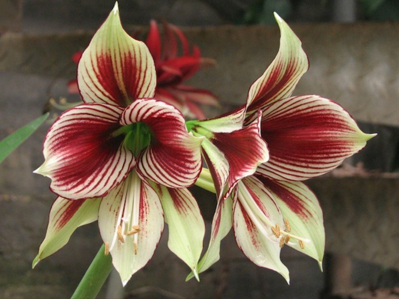 Hippeastrum tweekleurig