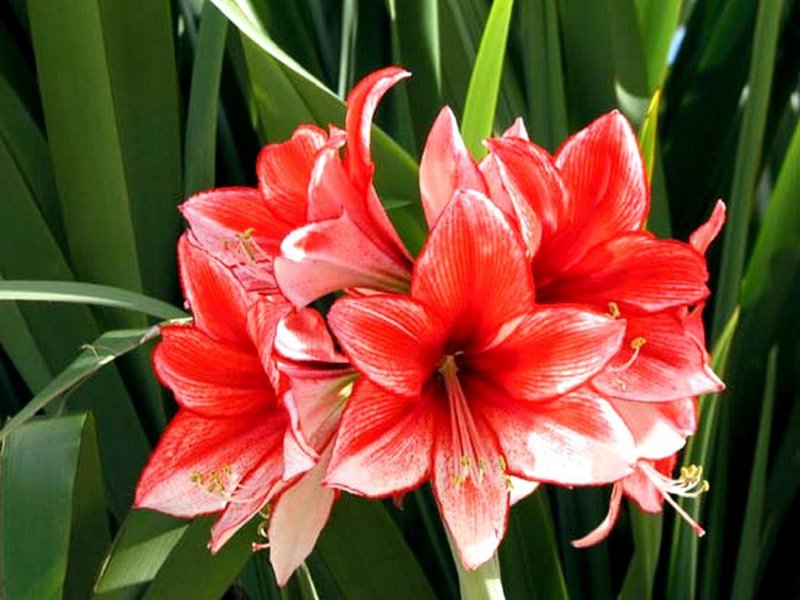 Hippeastrum roze