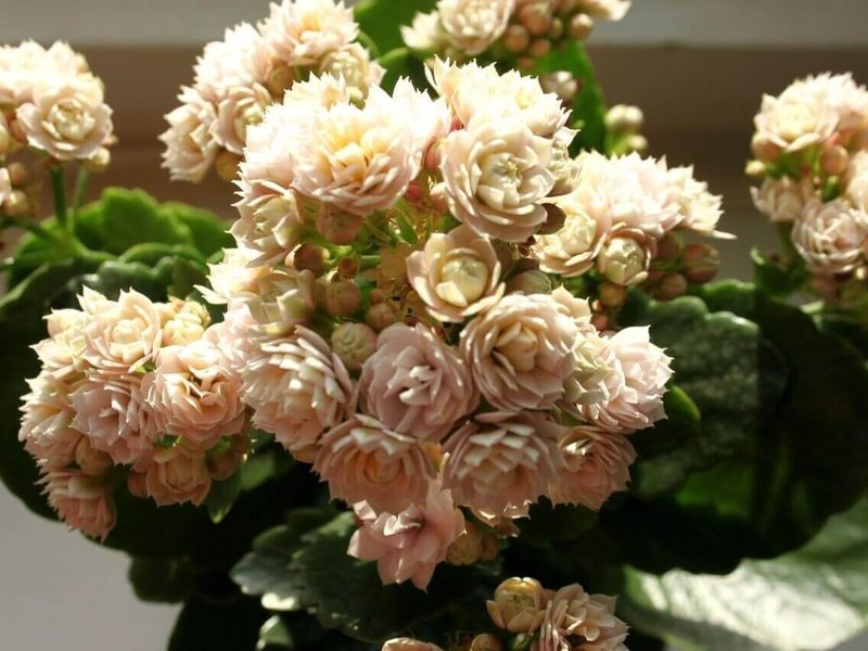 Mørt Kalanchoe