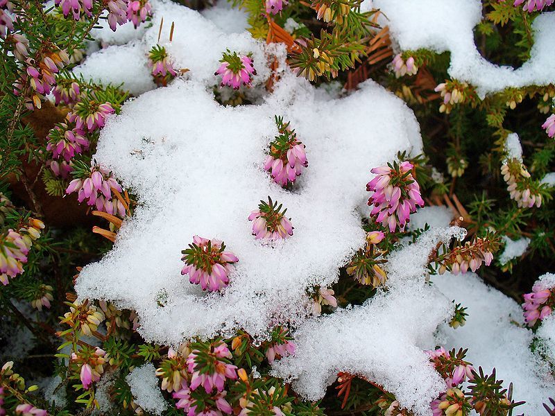 Vinterblomster i hagen