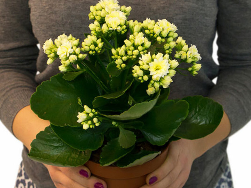 Gul Kalanchoe