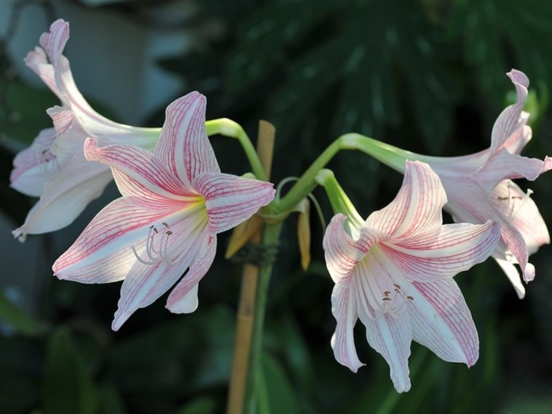 Zachte hippeastrum