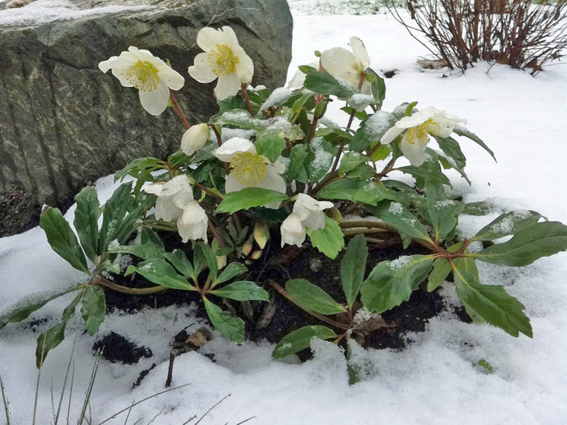 Vinterplanter i hagen