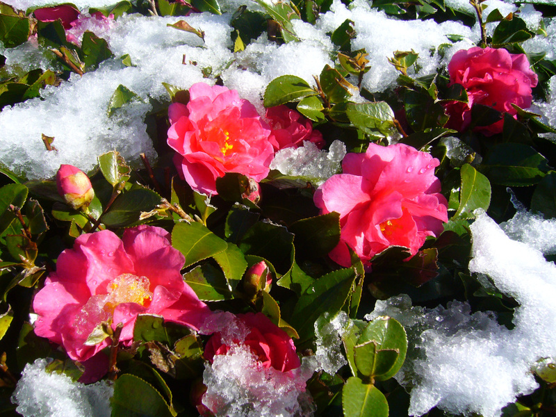 Blomster til hagen