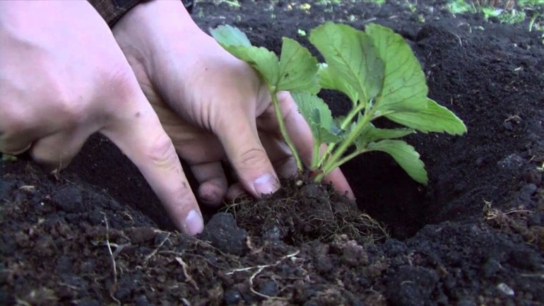 Aardbeien planten in de herfst