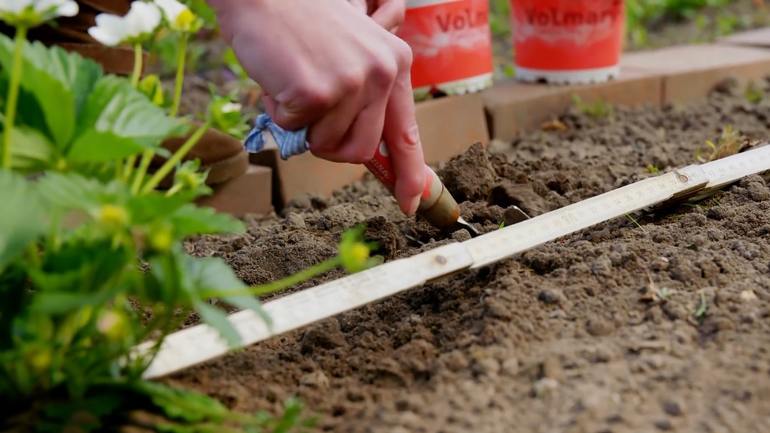 Fordelene med høstplanting