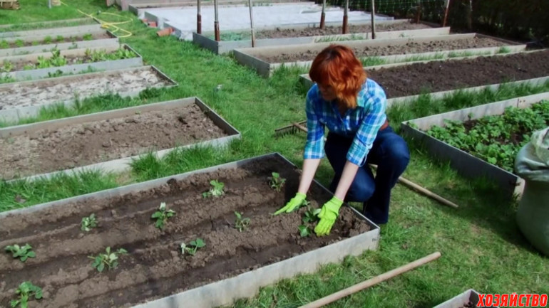 Selectie van een site voor het planten van aardbeien