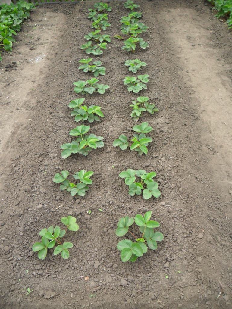 Gewone aardbeien planten