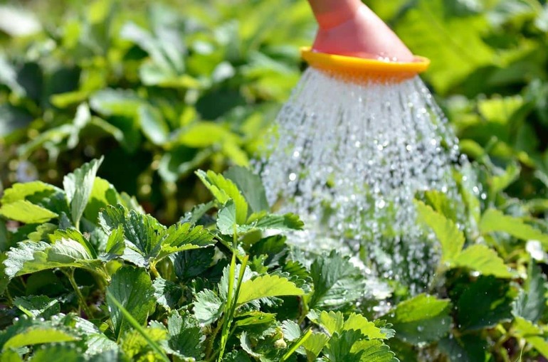 Aardbeien zijn overvloedig waterig