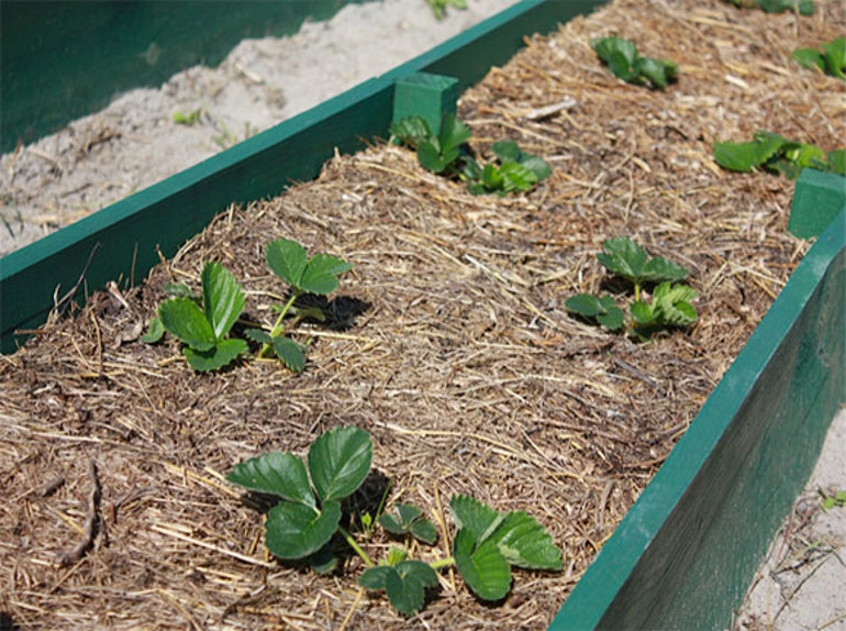 Mulch plot