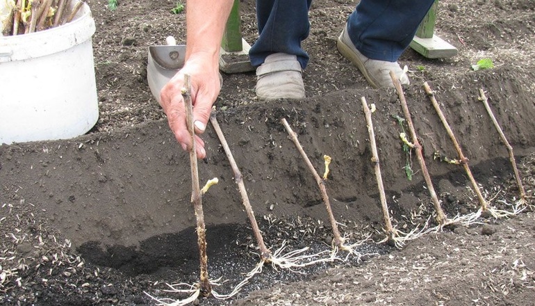 Druipende druivenstekken