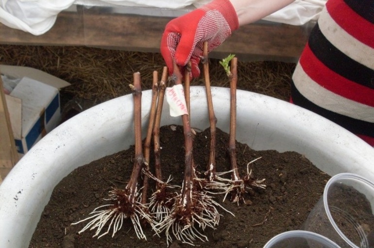 Druivenstekken knijpen