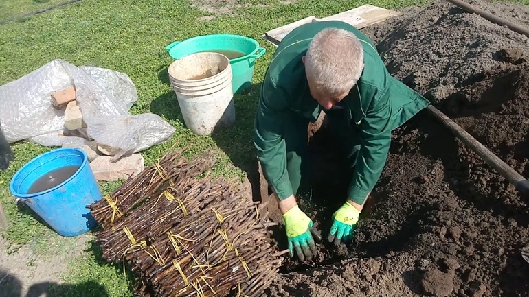 Å plante druekaks om høsten