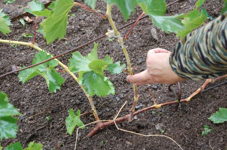 Forbereder druer til vinter i Ukraina