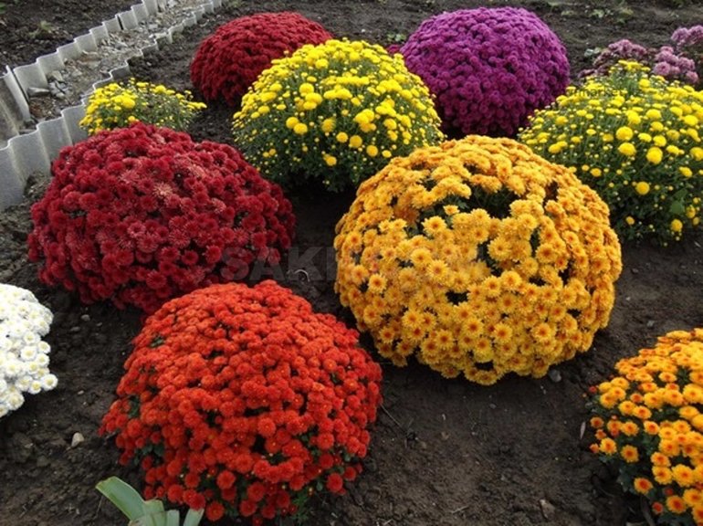 Hoe chrysanten in de winter te houden zonder te graven