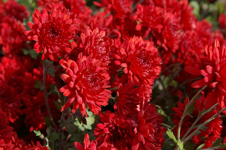 Chrysanthemum-variëteit Rood Moskou