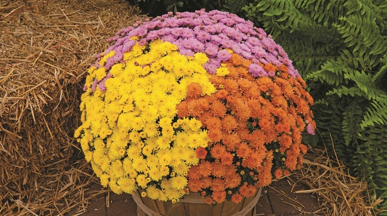 Pag-aalaga sa mga dwarf varieties ng chrysanthemums