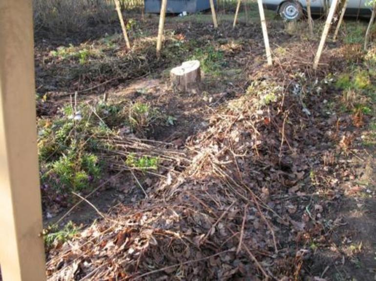 Winter Chrysanthemum Shelter