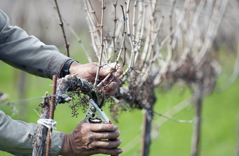 Bush pruning