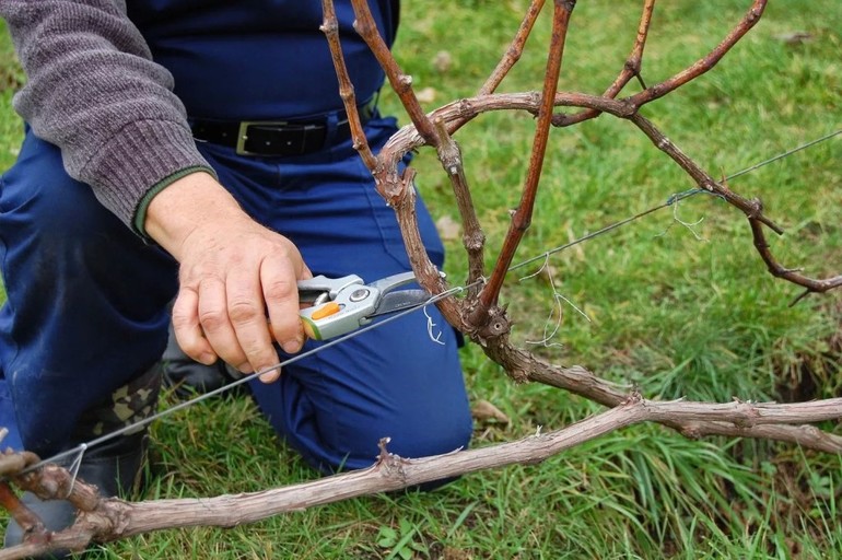 Pruning ng ubas.