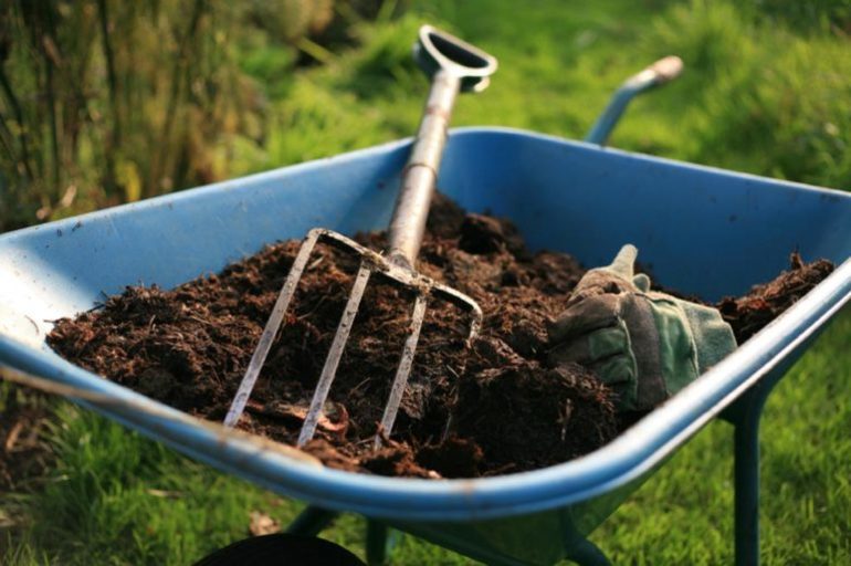 Manure para sa puno ng ubas