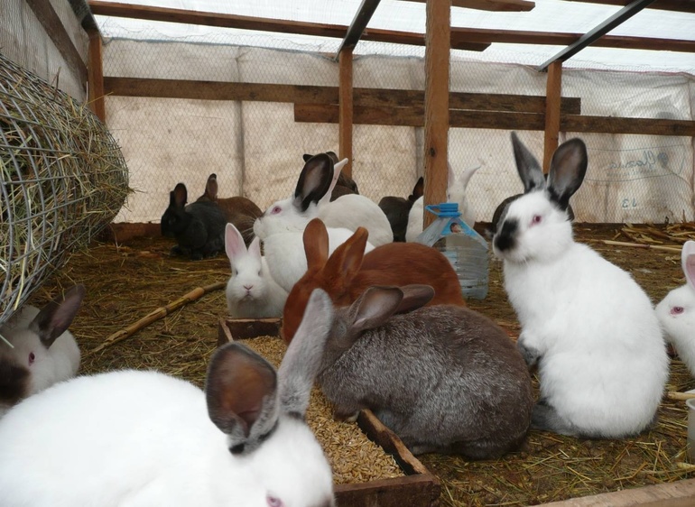 Paano pakainin ang mga rabbits sa taglamig