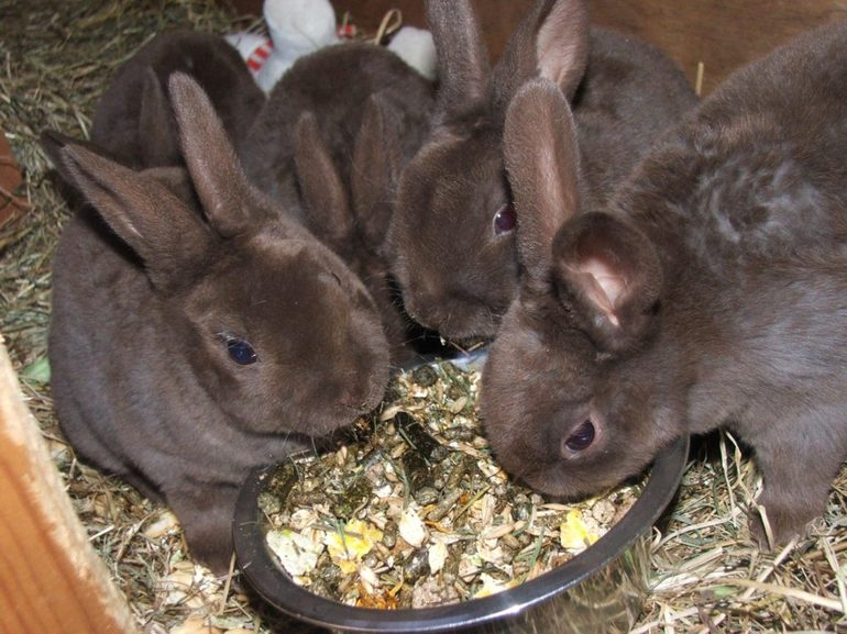 Pagpapakain ng mga rabbits sa taglamig