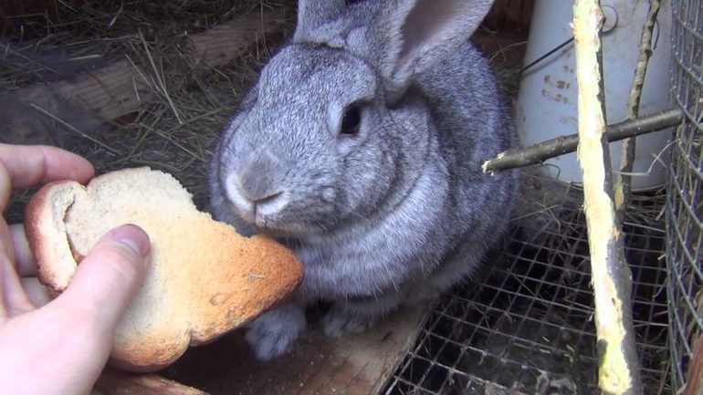 Ano ang pakakain ng mga rabbits