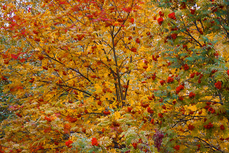 Rowan Crown Condition