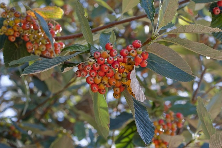 Mountain ash aria