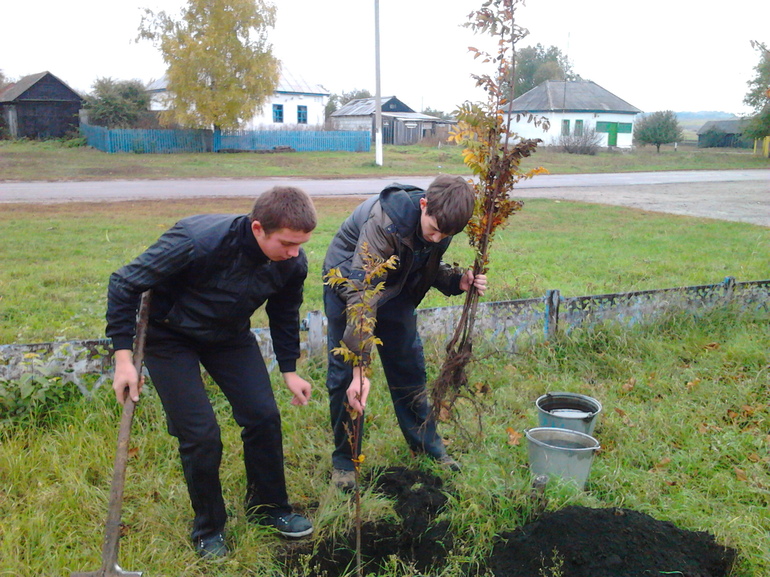 Rowan planten