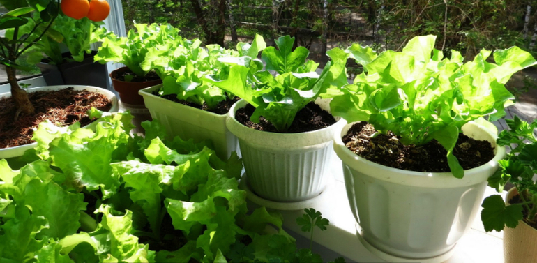 Voordelen van een mini-tuin