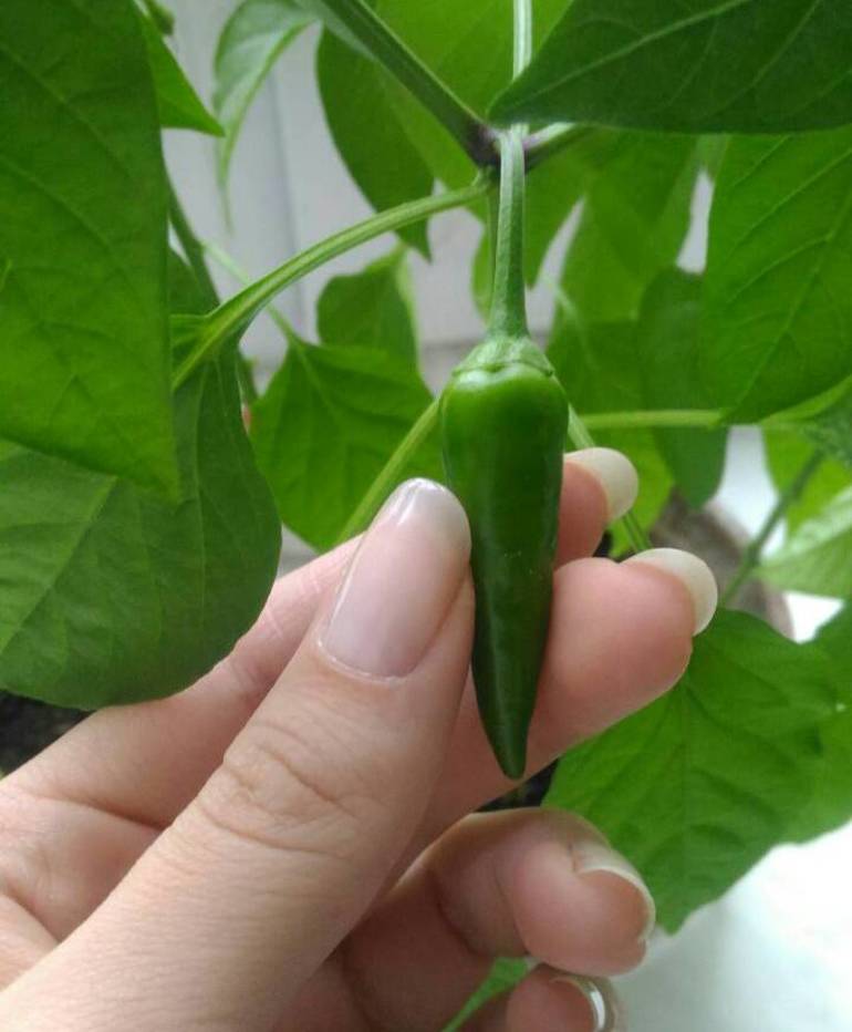 Palakihin ang mga sili sa windowsill,