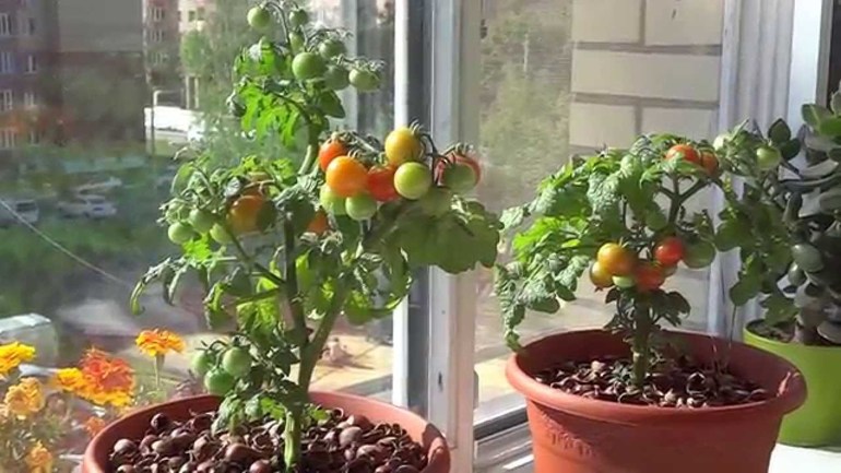 Tomaten groeien op de vensterbank