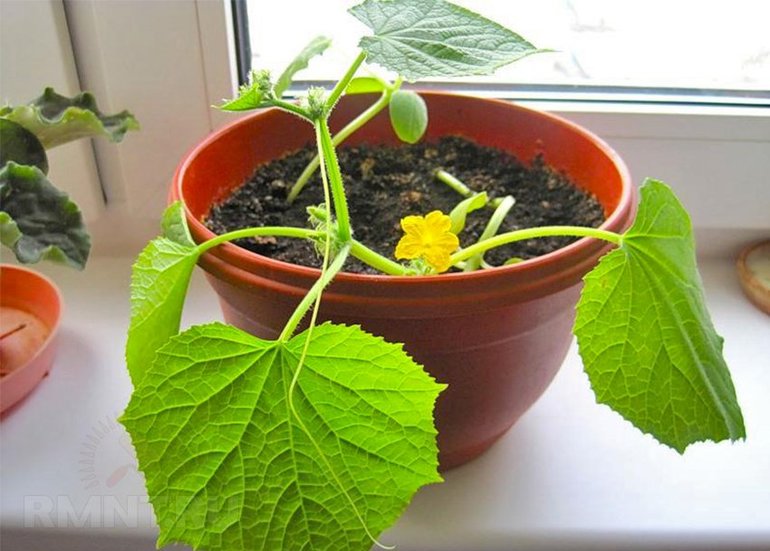 Mga pipino sa windowsill