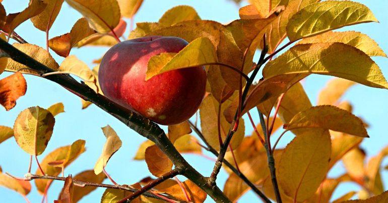 Hoe zorg je voor een appelboom?