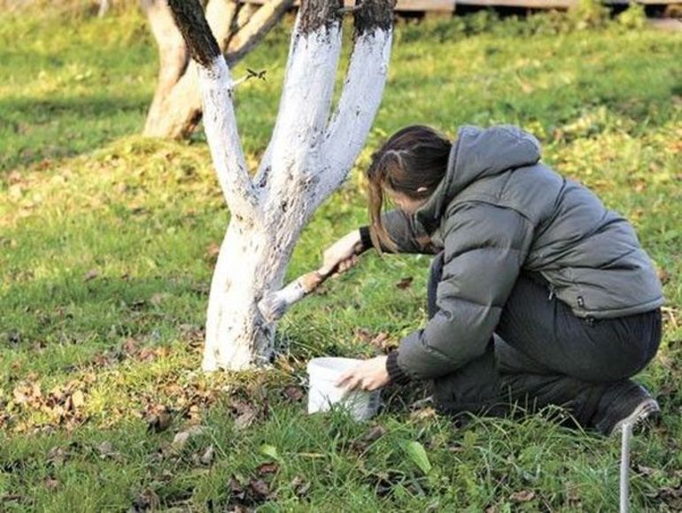 Hoe een appelboom in de herfst witter te maken