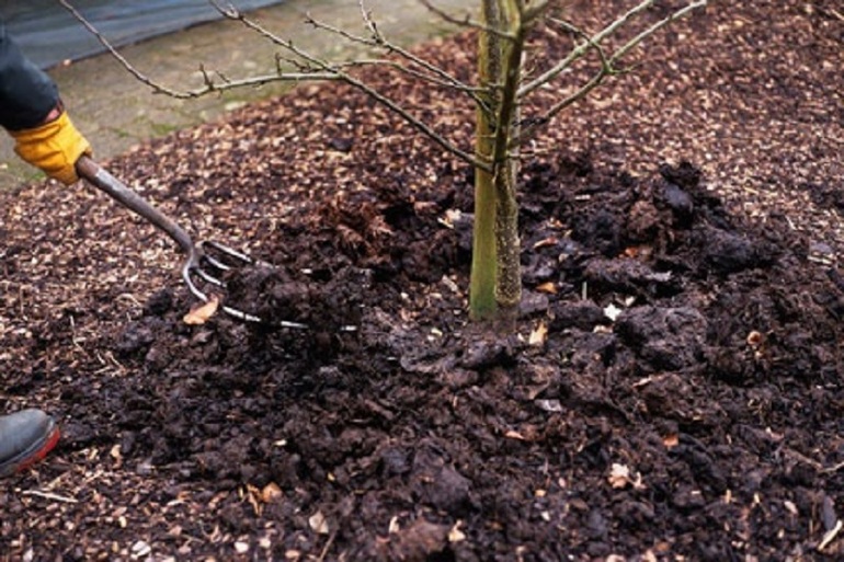 De aarde rond de appelboom losmaken