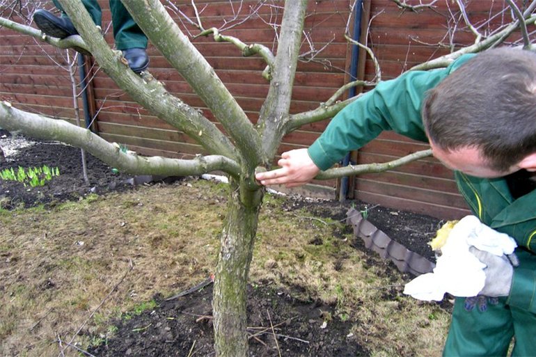 Hoe snoei je een appelboom?