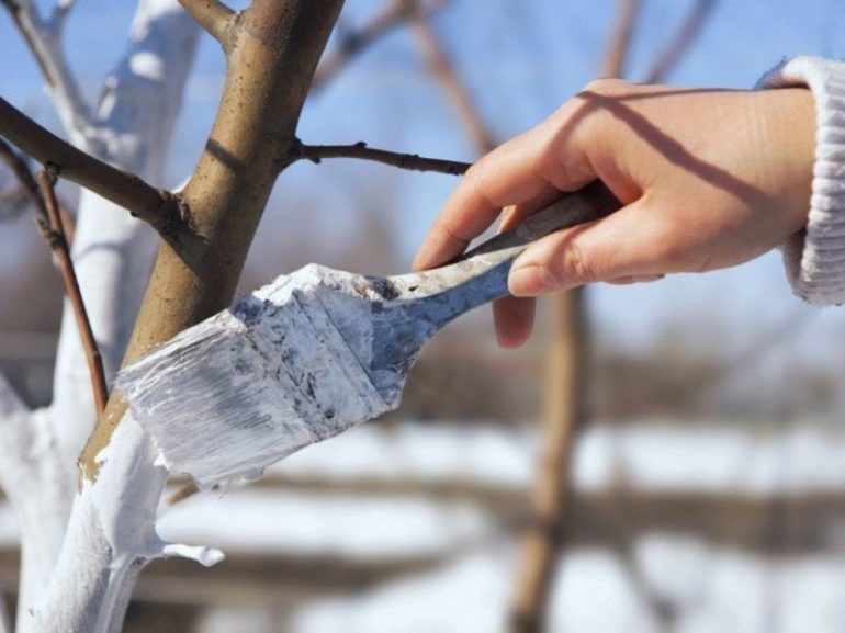 Regels voor de zorg voor een jonge appelboom