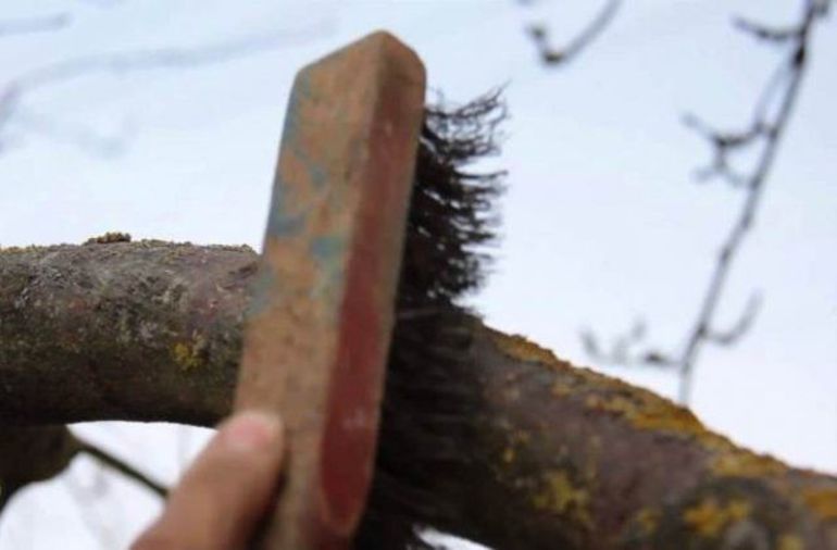 Reiniging van de stam van een appelboom