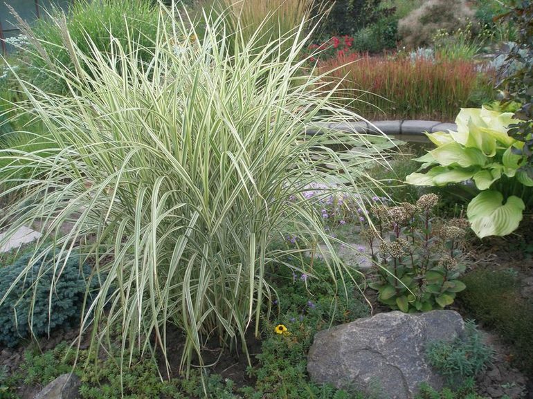 Pennisetum - een graanplant