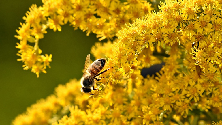 Perennial goldenrod