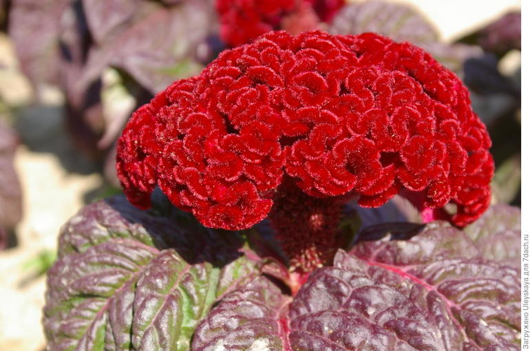 Silver celosia (cockscomb)