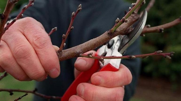 Bakit pruning