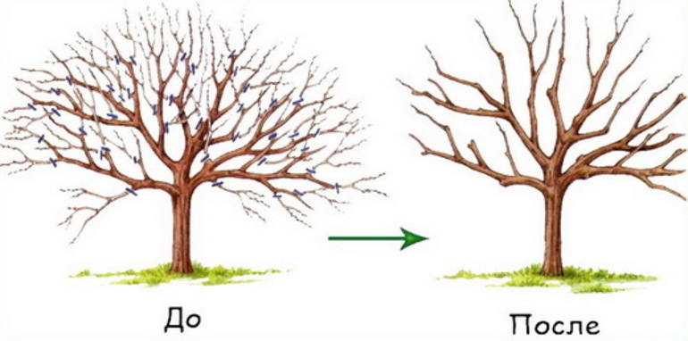 Mga uri ng Prutas ng Apricot Pruning