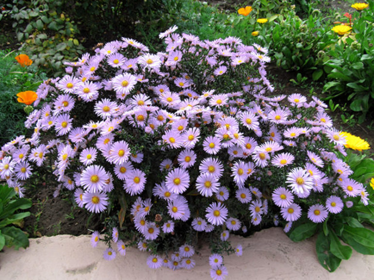 Kleine asters zijn meerjarig