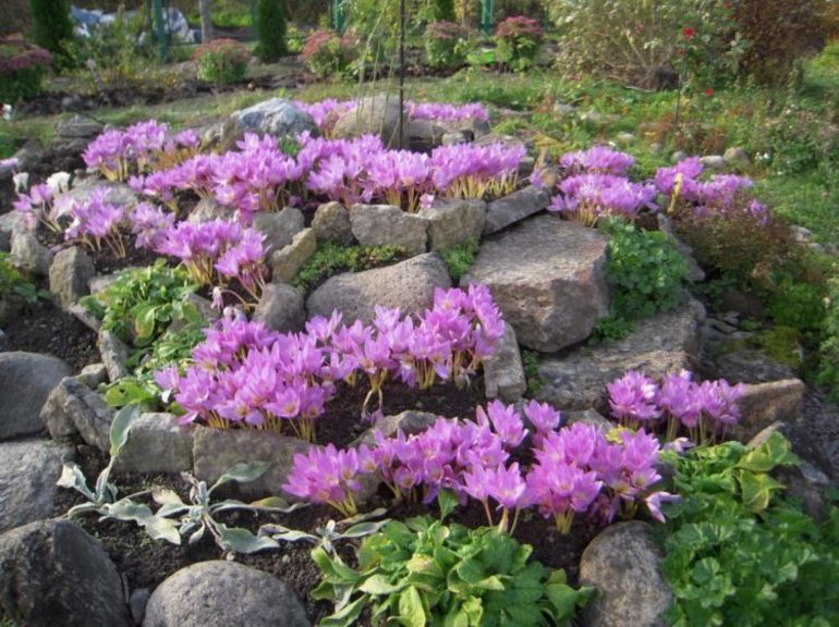 Bulaklak ng Catnip,