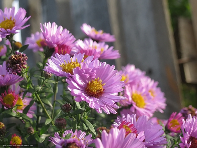 Herfst bloemen